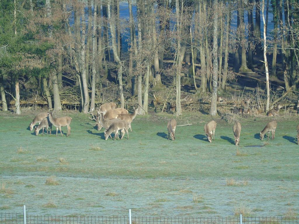 Gite Des Biches Birkenwald Dış mekan fotoğraf