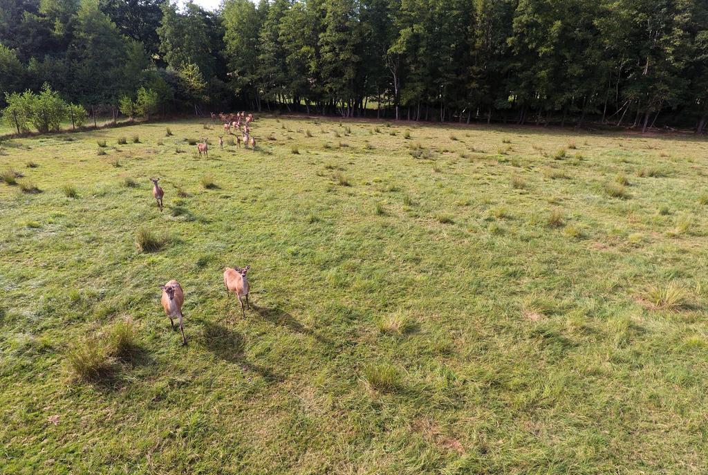 Gite Des Biches Birkenwald Dış mekan fotoğraf